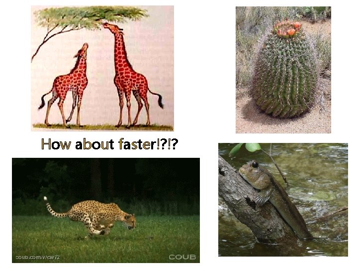 How about faster!? !? 