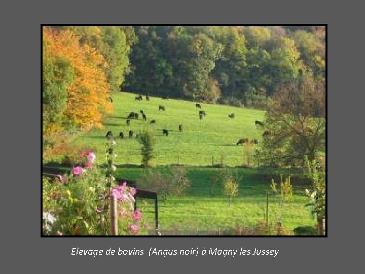 Elevage de bovins (Angus noir) à Magny les Jussey 