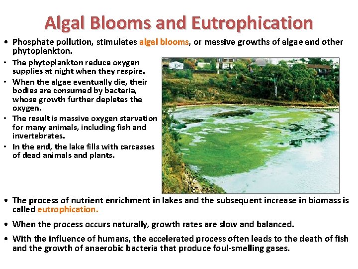 Algal Blooms and Eutrophication • Phosphate pollution, stimulates algal blooms, blooms or massive growths Algal Blooms and Eutrophication • Phosphate pollution, stimulates algal blooms, blooms or massive growths