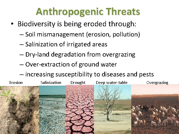 Anthropogenic Threats • Biodiversity is being eroded through: – Soil mismanagement (erosion, pollution) – Anthropogenic Threats • Biodiversity is being eroded through: – Soil mismanagement (erosion, pollution) –