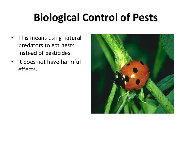 Biological Control of Pests • This means using natural predators to eat pests instead Biological Control of Pests • This means using natural predators to eat pests instead