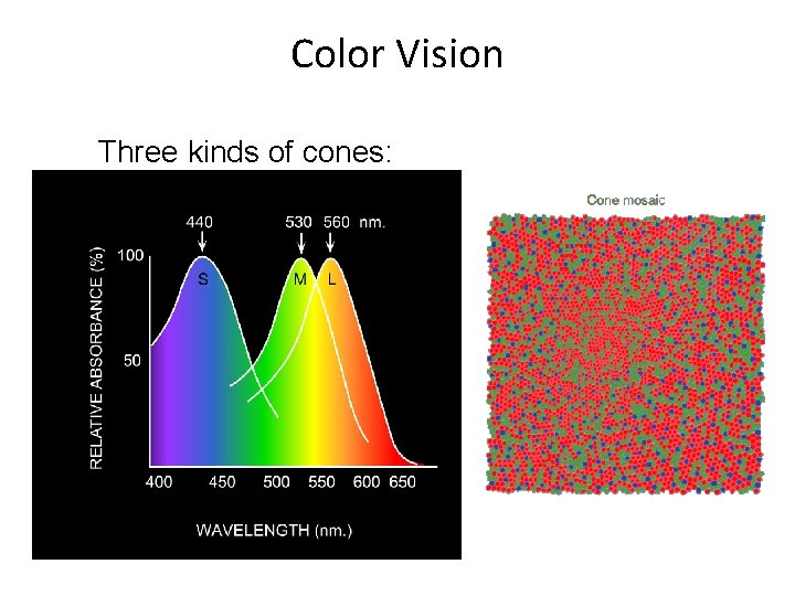 Color Vision Three kinds of cones: 
