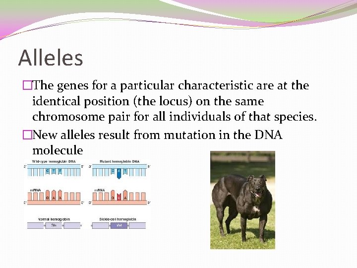 Alleles �The genes for a particular characteristic are at the identical position (the locus)