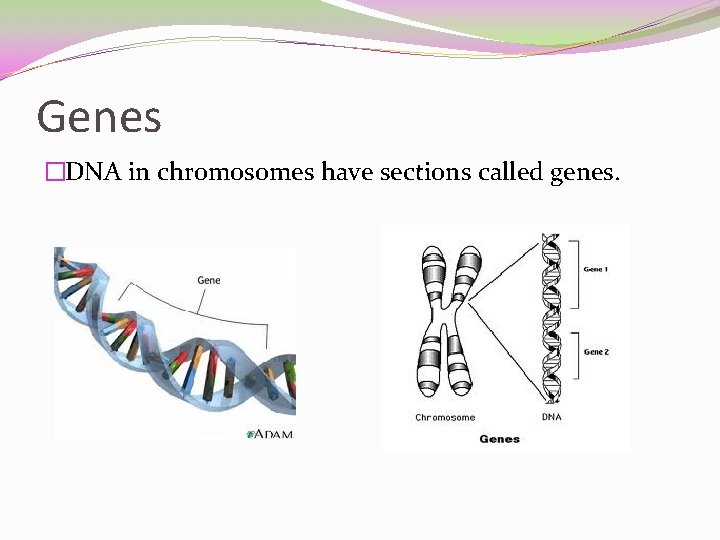 Genes �DNA in chromosomes have sections called genes. 