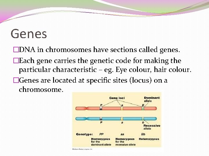 Genes �DNA in chromosomes have sections called genes. �Each gene carries the genetic code