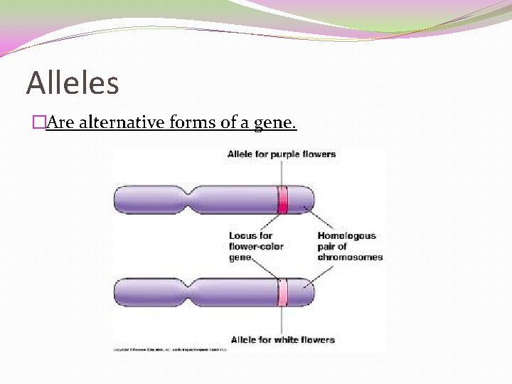 Alleles �Are alternative forms of a gene. 