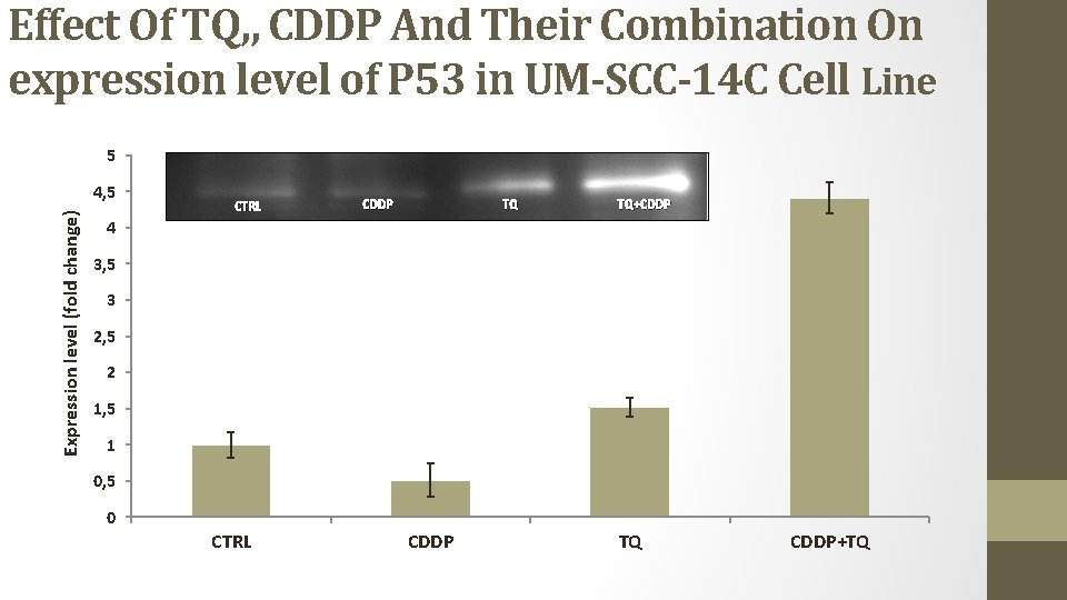 Effect Of TQ, , CDDP And Their Combination On expression level of P 53