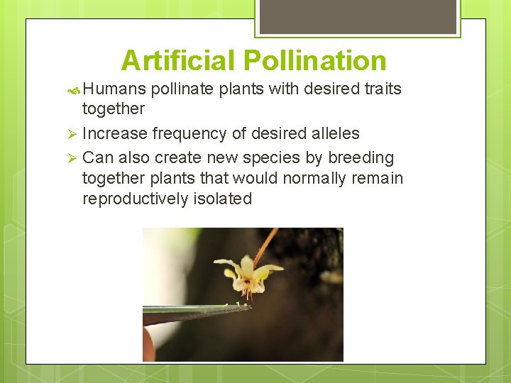 Artificial Pollination Humans pollinate plants with desired traits together Ø Increase frequency of desired