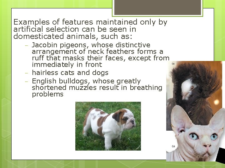Examples of features maintained only by artificial selection can be seen in domesticated animals,