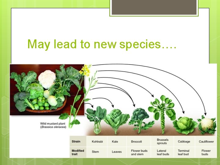 May lead to new species…. 