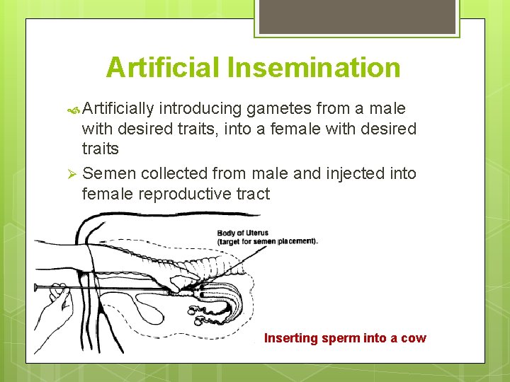 Artificial Insemination Artificially introducing gametes from a male with desired traits, into a female