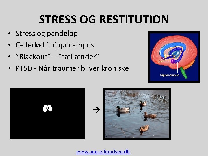 STRESS OG RESTITUTION • • Stress og pandelap Celledød i hippocampus ”Blackout” – ”tæl