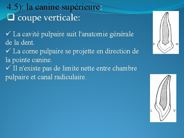 4. 5): la canine supérieure: q coupe verticale: ü La cavité pulpaire suit l'anatomie