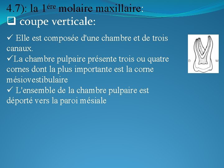 4. 7): la 1ére molaire maxillaire: q coupe verticale: ü Elle est composée d'une