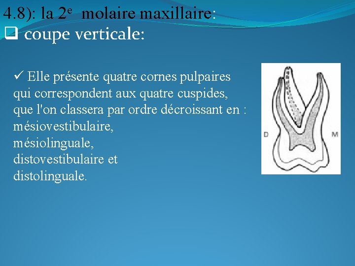 4. 8): la 2 e molaire maxillaire: q coupe verticale: ü Elle présente quatre