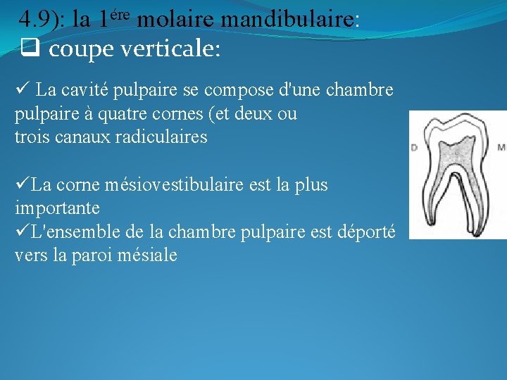 4. 9): la 1ére molaire mandibulaire: q coupe verticale: ü La cavité pulpaire se