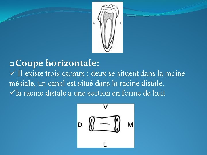 q Coupe horizontale: ü Il existe trois canaux : deux se situent dans la