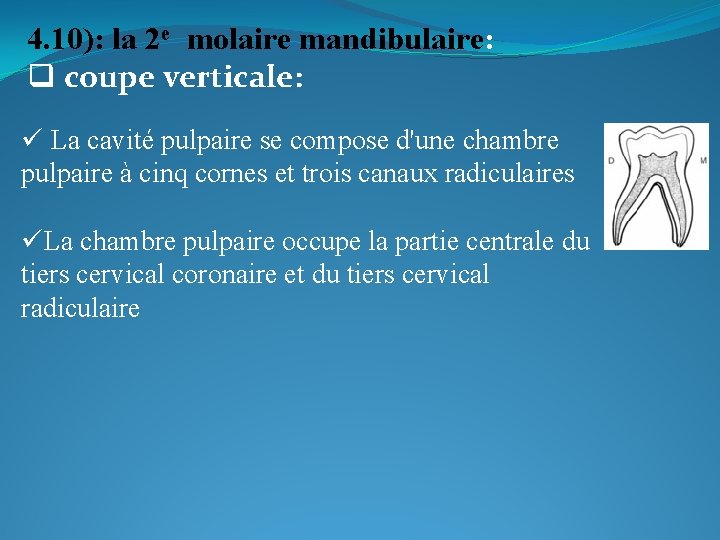 4. 10): la 2 e molaire mandibulaire: q coupe verticale: ü La cavité pulpaire