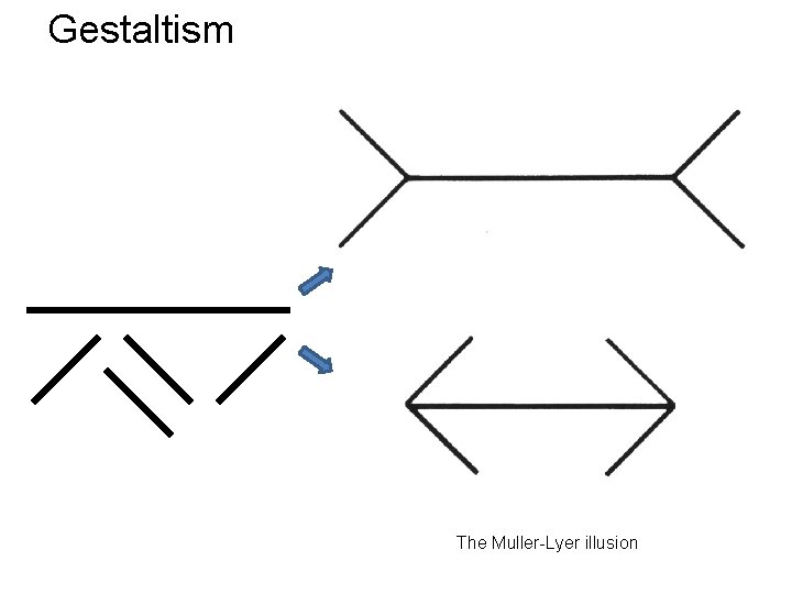 Gestaltism The Muller-Lyer illusion 