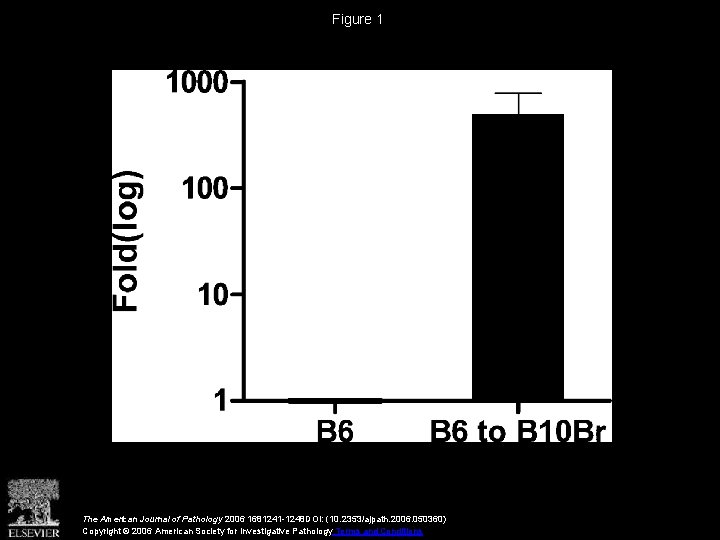 Figure 1 The American Journal of Pathology 2006 1681241 -1248 DOI: (10. 2353/ajpath. 2006.