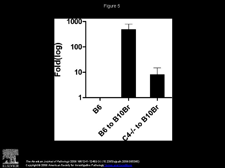 Figure 5 The American Journal of Pathology 2006 1681241 -1248 DOI: (10. 2353/ajpath. 2006.