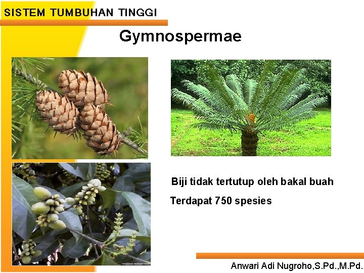 SISTEM TUMBUHAN TINGGI Gymnospermae ____ Click__to____ edit Master _____ text styles ______ _____ _____