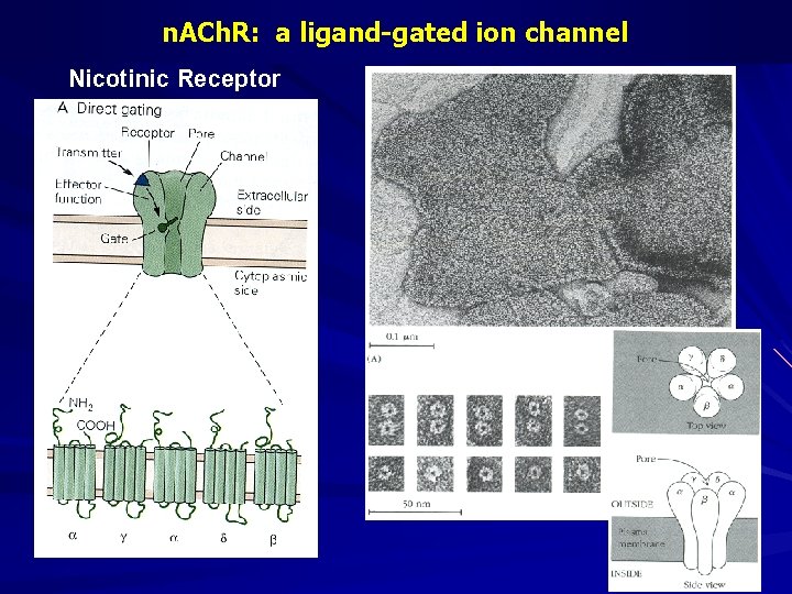 n. ACh. R: a ligand-gated ion channel Nicotinic Receptor 