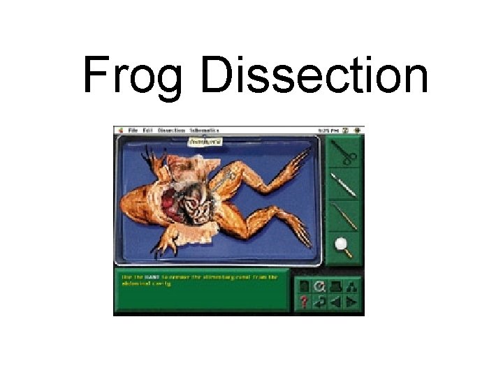 Frog Dissection 