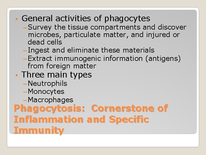  • General activities of phagocytes – Survey the tissue compartments and discover microbes,