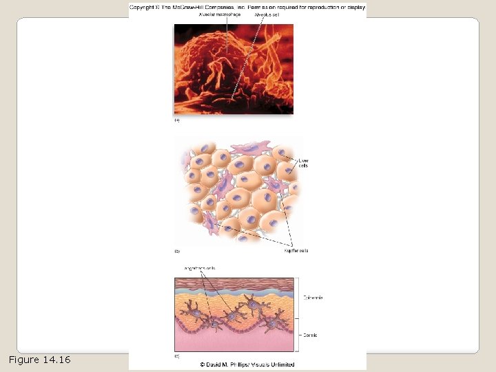 Figure 14. 16 