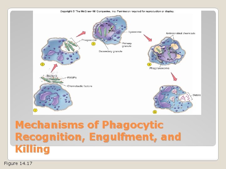 Mechanisms of Phagocytic Recognition, Engulfment, and Killing Figure 14. 17 