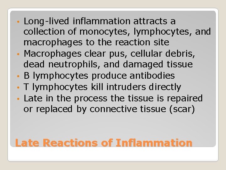  • • • Long-lived inflammation attracts a collection of monocytes, lymphocytes, and macrophages