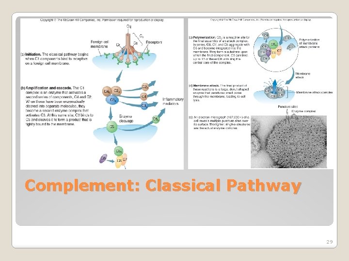 Complement: Classical Pathway 29 