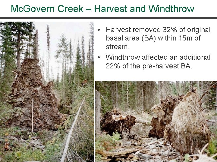 Mc. Govern Creek – Harvest and Windthrow • Harvest removed 32% of original basal