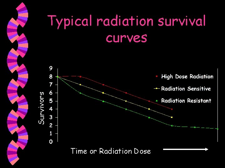 Survivors Typical radiation survival curves Time or Radiation Dose 
