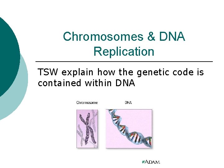 Chromosomes & DNA Replication TSW explain how the genetic code is contained within DNA