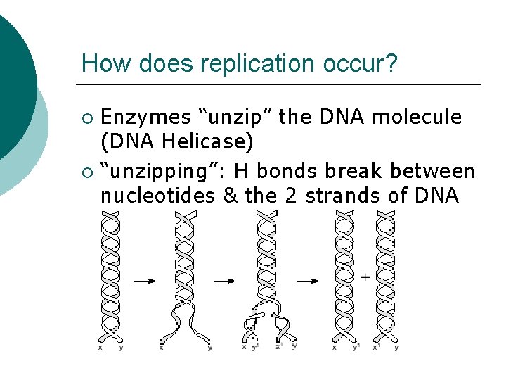 How does replication occur? Enzymes “unzip” the DNA molecule (DNA Helicase) ¡ “unzipping”: H