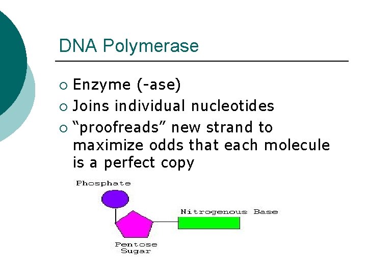 DNA Polymerase Enzyme (-ase) ¡ Joins individual nucleotides ¡ “proofreads” new strand to maximize