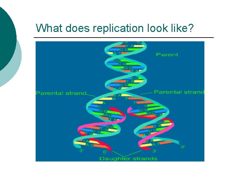 What does replication look like? 
