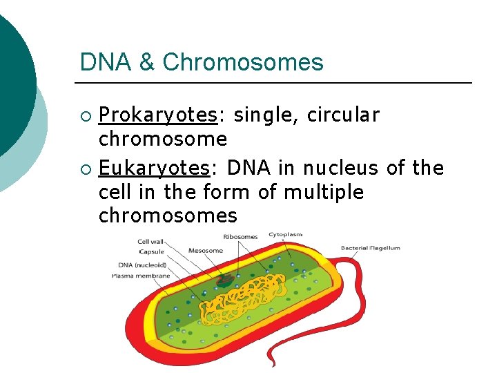 DNA & Chromosomes Prokaryotes: single, circular chromosome ¡ Eukaryotes: DNA in nucleus of the