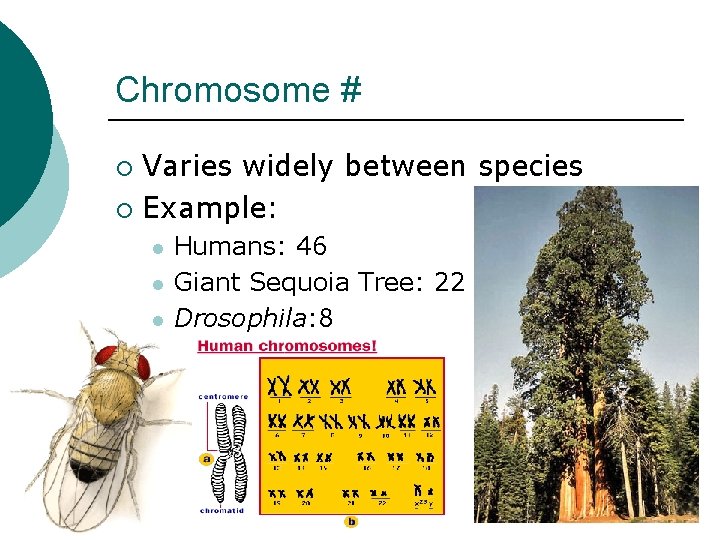 Chromosome # Varies widely between species ¡ Example: ¡ l l l Humans: 46