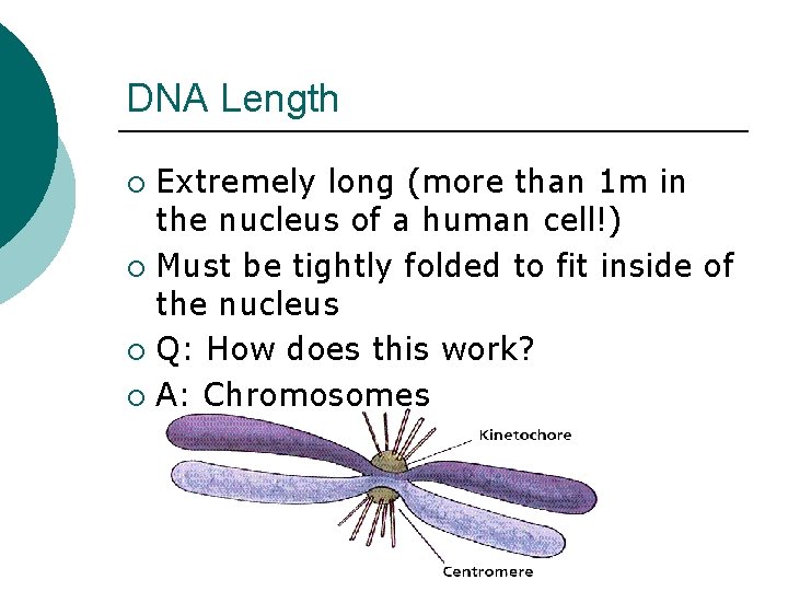 DNA Length Extremely long (more than 1 m in the nucleus of a human