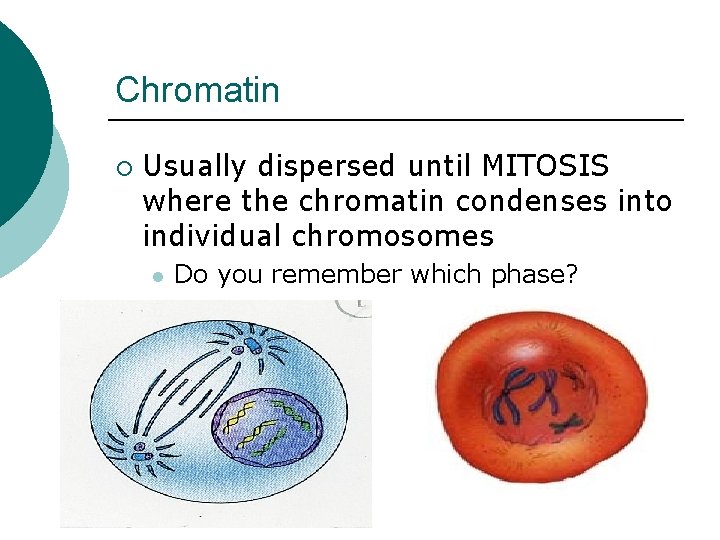 Chromatin ¡ Usually dispersed until MITOSIS where the chromatin condenses into individual chromosomes l