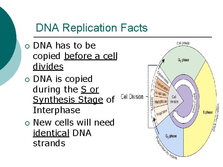 DNA Replication Facts ¡ ¡ ¡ DNA has to be copied before a cell