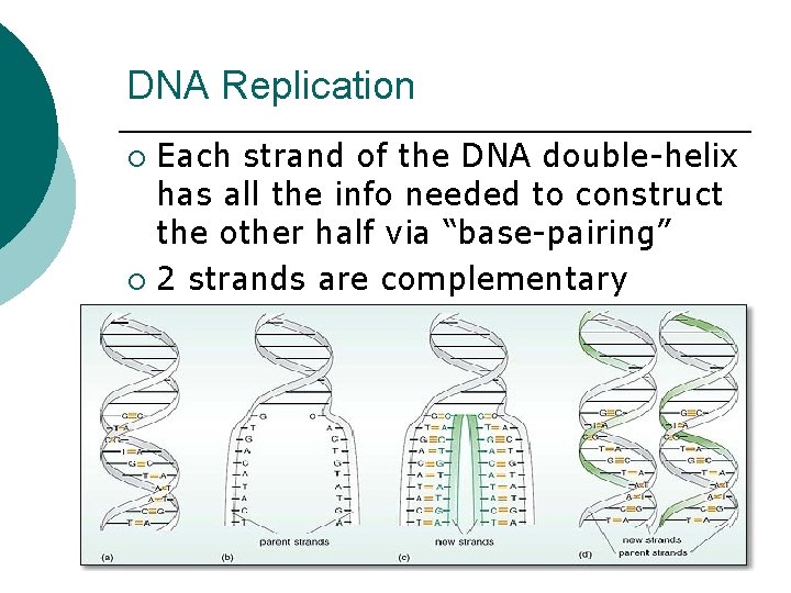 DNA Replication Each strand of the DNA double-helix has all the info needed to