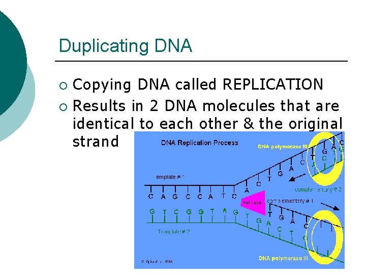 Duplicating DNA Copying DNA called REPLICATION ¡ Results in 2 DNA molecules that are