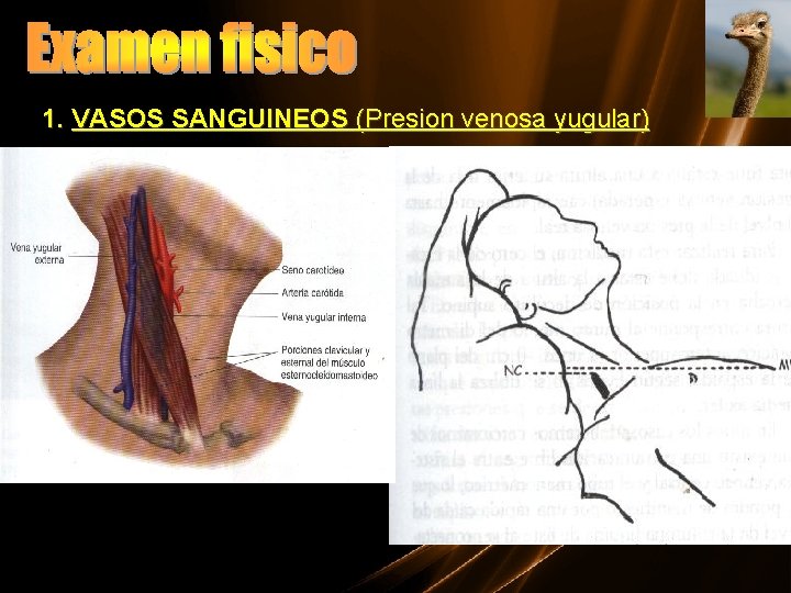1. VASOS SANGUINEOS (Presion venosa yugular) 
