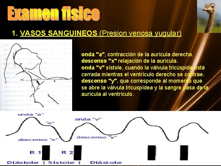 1. VASOS SANGUINEOS (Presion venosa yugular) onda "a", contracción de la aurícula derecha. descenso