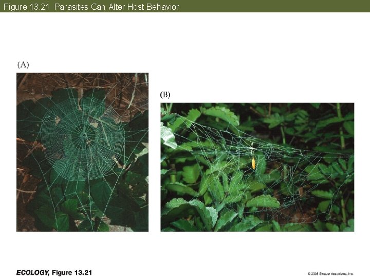 Figure 13. 21 Parasites Can Alter Host Behavior 