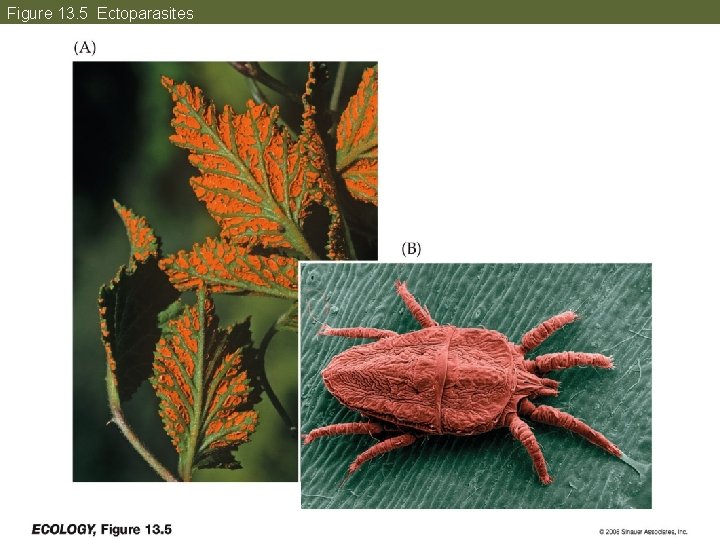 Figure 13. 5 Ectoparasites 